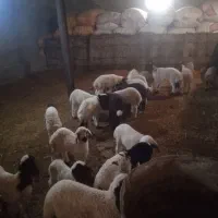 گوسفند وبره|حیوانات مزرعه|ایوان, |دیوار