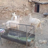 بزشیری عالی برای داشتی گوشتی|حیوانات مزرعه|خضر آباد, |دیوار