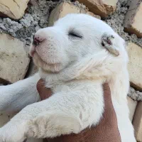 سگ تو.له ماده دوتا