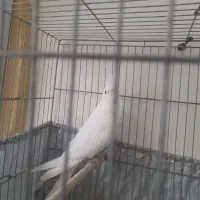 عروس هلندی آلبینو ماده|پرنده|اراک, |دیوار