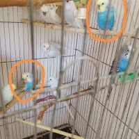 یک جفت مرغ عشق خوشگل با رنگ خاص و ۱۶تا مرغ عشق
