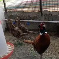 خروس آمریکایی