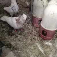 چند کفتر طوقی معاوضه با قناری|پرنده|شیراز, شهرک گلستان|دیوار