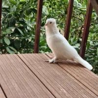 کفتر ماده شامپیون