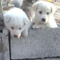 پاکوتاه های نژاد اروپایی سه ماهه گلدن|سگ|مراغه, |دیوار