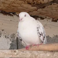 کفتر خوب|پرنده|اشنویه, |دیوار