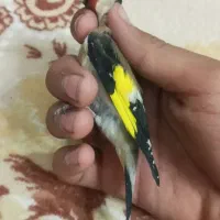 سهره آواز خان