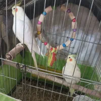 یک جفت عروس هلندی