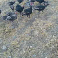 فروشی دونه ای|حیوانات مزرعه|سیلاخور, |دیوار