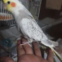 عروس هلندی دستی مرغ عشق