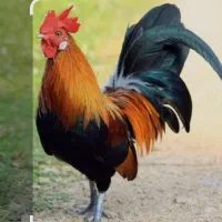 خروس