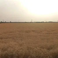 گندم چمران ۲