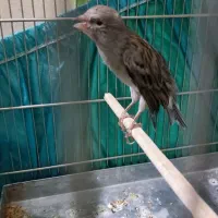 قناری دوساله دهن سر لر بخون دهن ایوب رحمتی|پرنده|بومهن, |دیوار