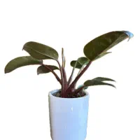 گیاه آپارتمانی