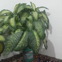 این گل زیبا طبیعی ب فروش میرسد|گل و گیاه طبیعی|مریوان, |دیوار