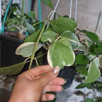 گل و گلدان سبر|گل و گیاه طبیعی|قزوین, |دیوار