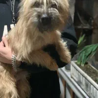 واگذاری شیتزو