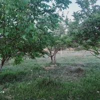 فروش  باغچه درکوهمره سرخی|فروش خانه و ویلا|شیراز, محمدیه|دیوار
