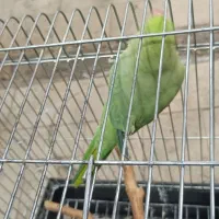 طوطی ملنگو نر ۱۷ماهه|پرنده|تهران, انبار نفت|دیوار