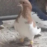 گمشده|حیوانات|اصفهان, حسین‌آباد|دیوار