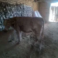 گوساله برزیل   و گاو شیری