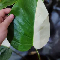 درمان و رسیدگی گل و گیاه