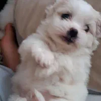 ۳ تاتوله ماده الان ۵ماهه هستن|سگ|ماکو, |دیوار