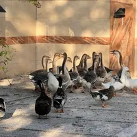 قوغاز و اردک کاکلی