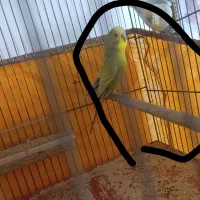 مرغ عشق نر مست مست