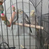 عروس هلندی خونگی دستی شده|پرنده|تهران, هفده شهریور|دیوار