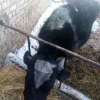 گوساله نر هلشتایین