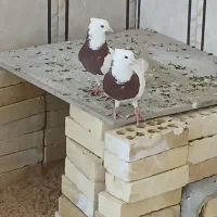 سلام یک جفت کبوتر طوقی نر وماده درجه ۱