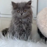 گربه پرشین بلو دختر دو ماهه