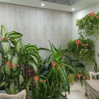 گل طبیعی کاکتوس پتوس دیفن