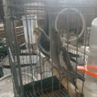 عروس هلندی مولد