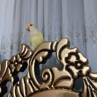 طوطک برزیلی