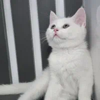 بچه گربه بریتیش با ادب و خوشگل