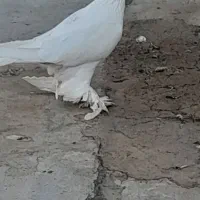 کبوتر|پرنده|اهر, |دیوار