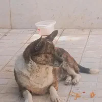 سگ پاکوتاه ماده|سگ|شیروان (خراسان), |دیوار