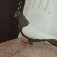 ماده سینه مشکی جوانه ذات صفت