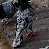 کفتر سرور نر