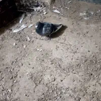 کفتر قره پولکی نر