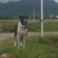 سگ سرابی سن 3 سال|سگ|رامسر, |دیوار