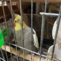 عروس هلندی نر و ماده آهویی زیبا|پرنده|رشت, گلسار|دیوار