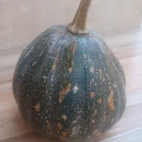 کدو سبز برای گاو