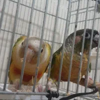 طوطی گرینچیک مولد ۲ ساله