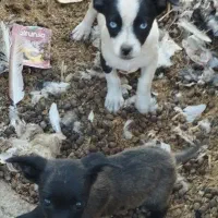 توله پاکوتاه گوش سیخ گرند