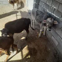 گوساله فروشی