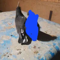 جوجه کفتر گمشده