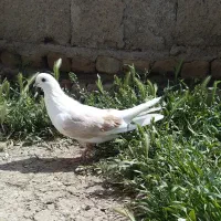 کبوتر طوقی نوک ریز ماده